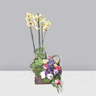 Orquídea con Flores Variadas 1