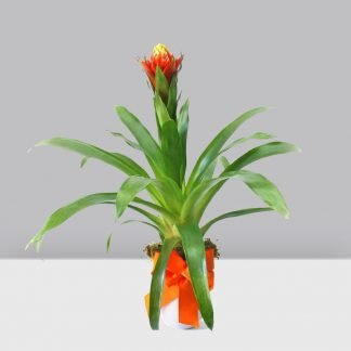 Bromelia de Holanda 2