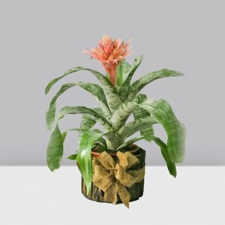 Bromelia de Holanda 3