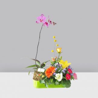 Orquidea con Flores Variadas 2