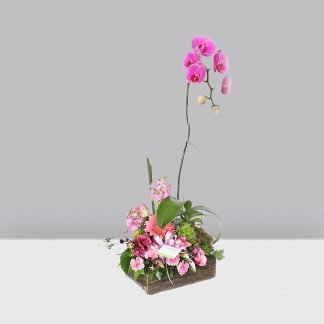 El Morado con Orquídea