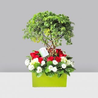 Planta y Jardín Combinado